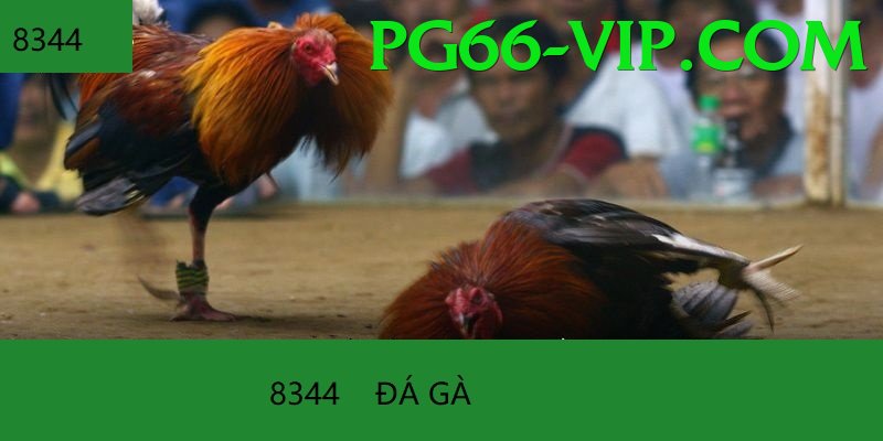 Cách Đọc Kèo Đá Gà - Game bắn súng